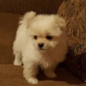 Meet your Posher, Rosalia